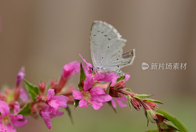 Celastrina argiolus